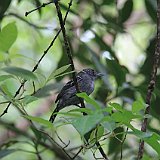 Costa Rica20150331-1847-0455